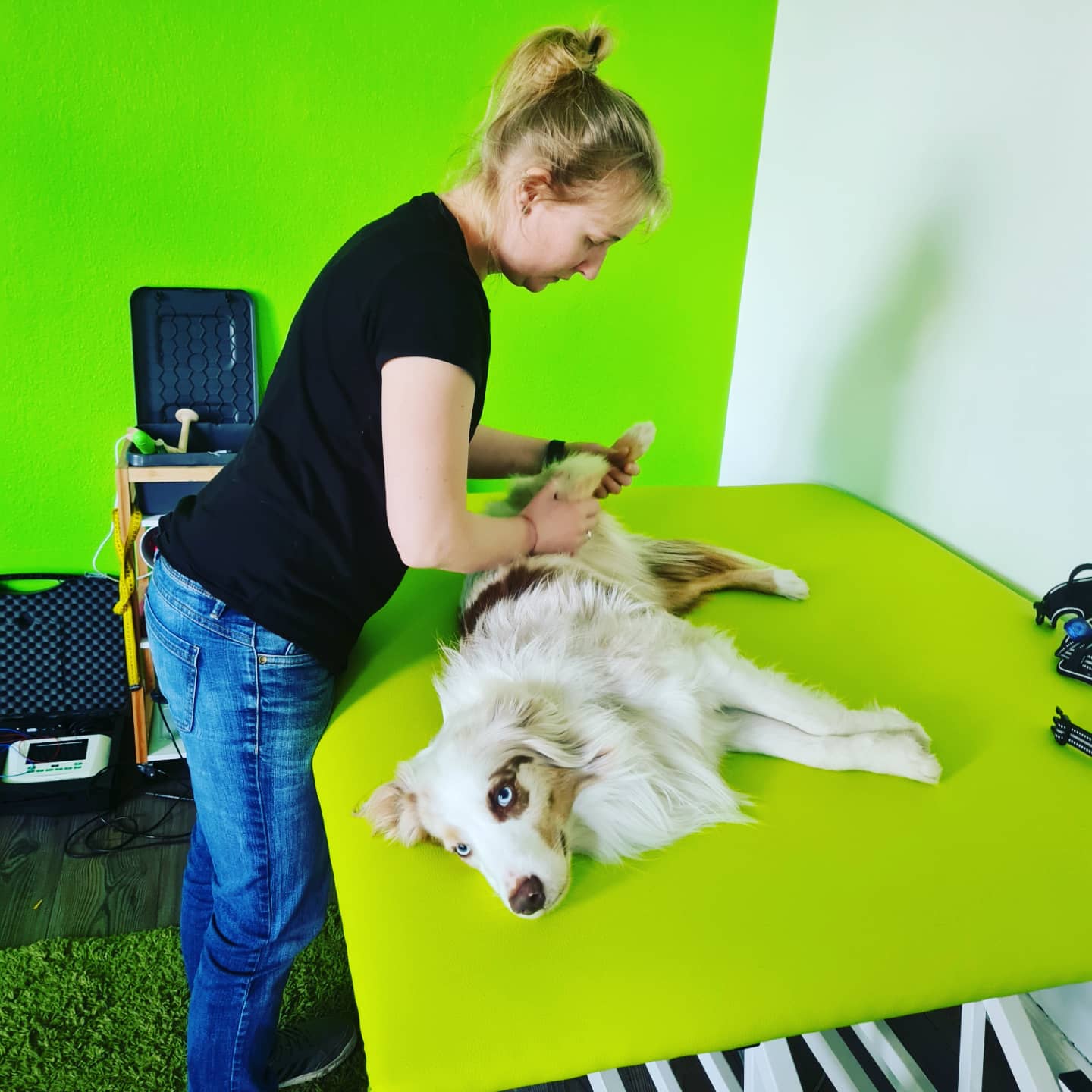 Kontrolle nach der Dorn-Therapie bei einem Hund