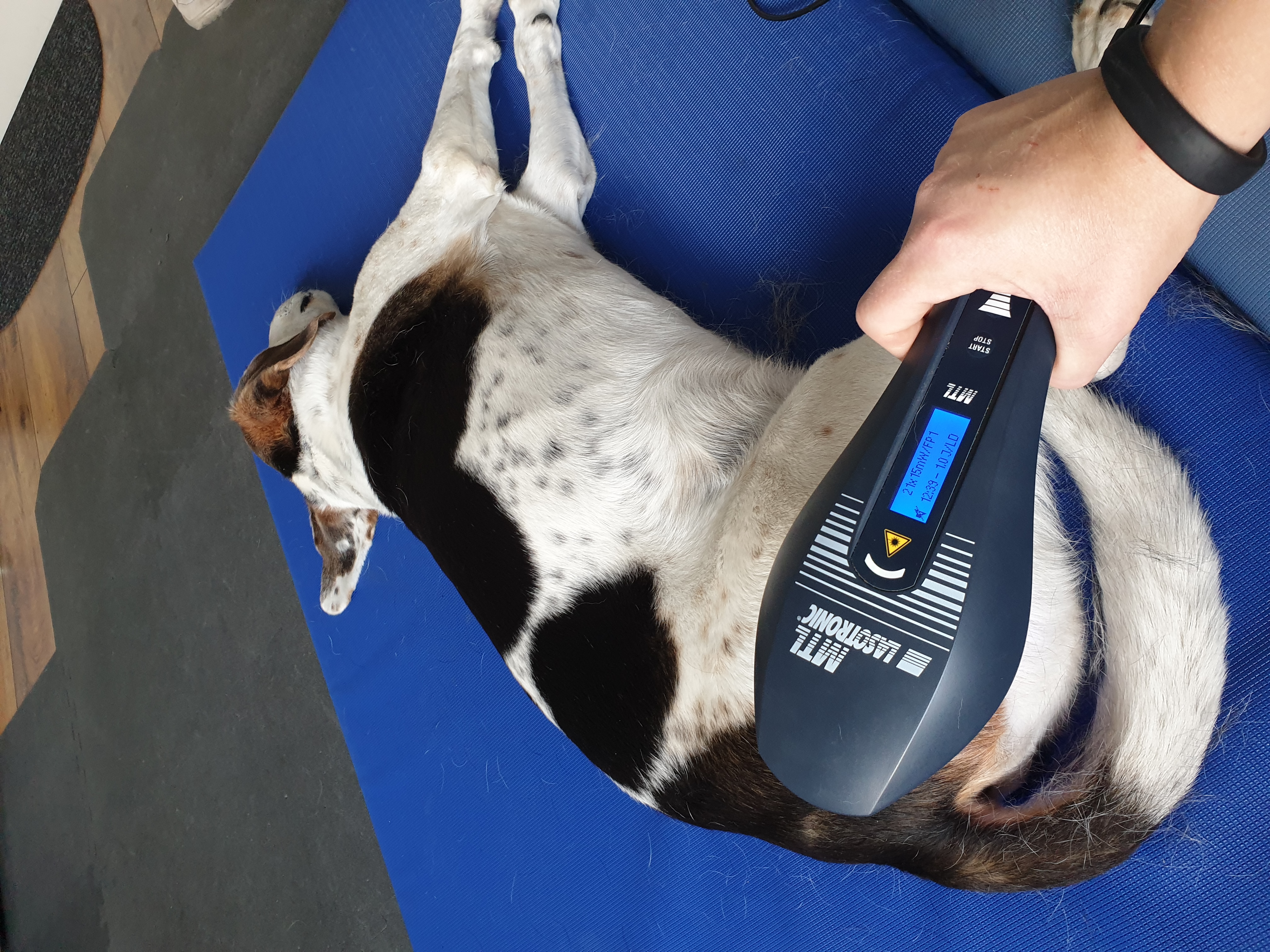 Lasertherapie beim Hund in der Praxis FellphysioFee